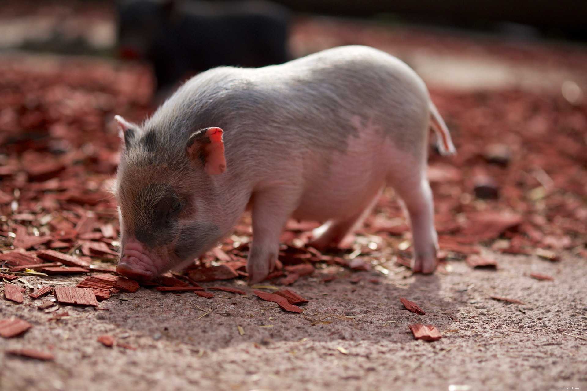 8 Essential Facts About Teacup Pigs You Must Know