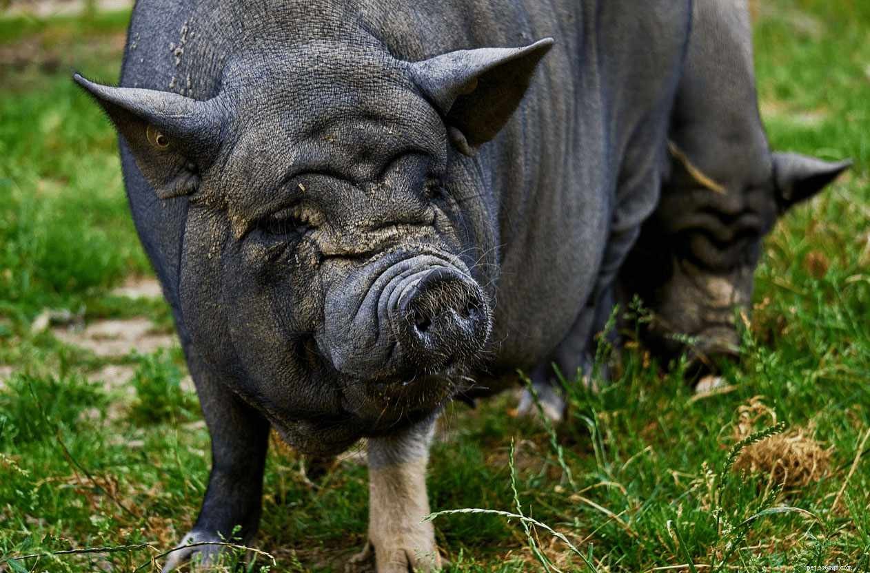 8 Essential Facts About Teacup Pigs You Must Know