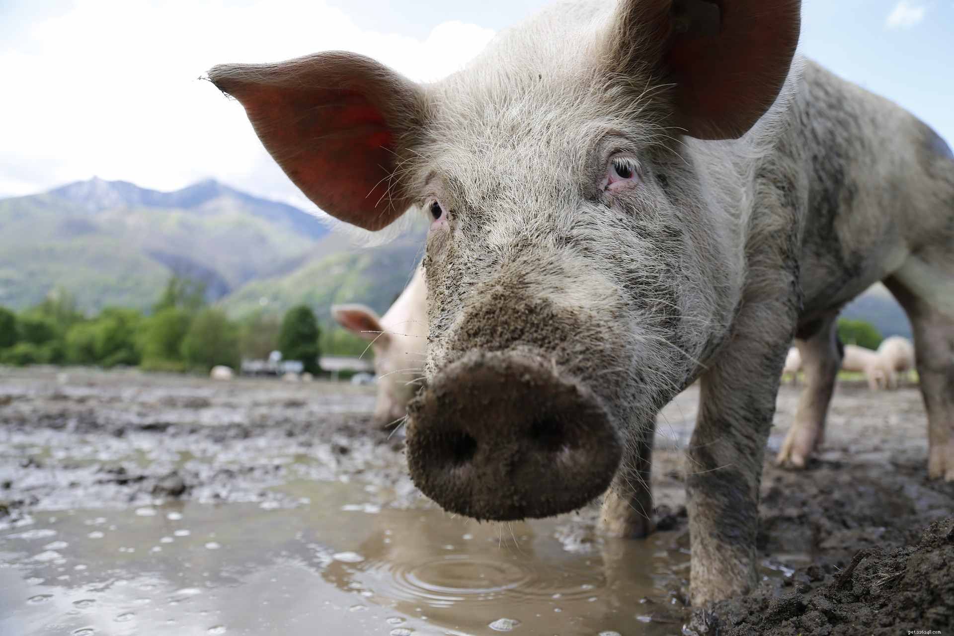 8 Essential Facts About Teacup Pigs You Must Know