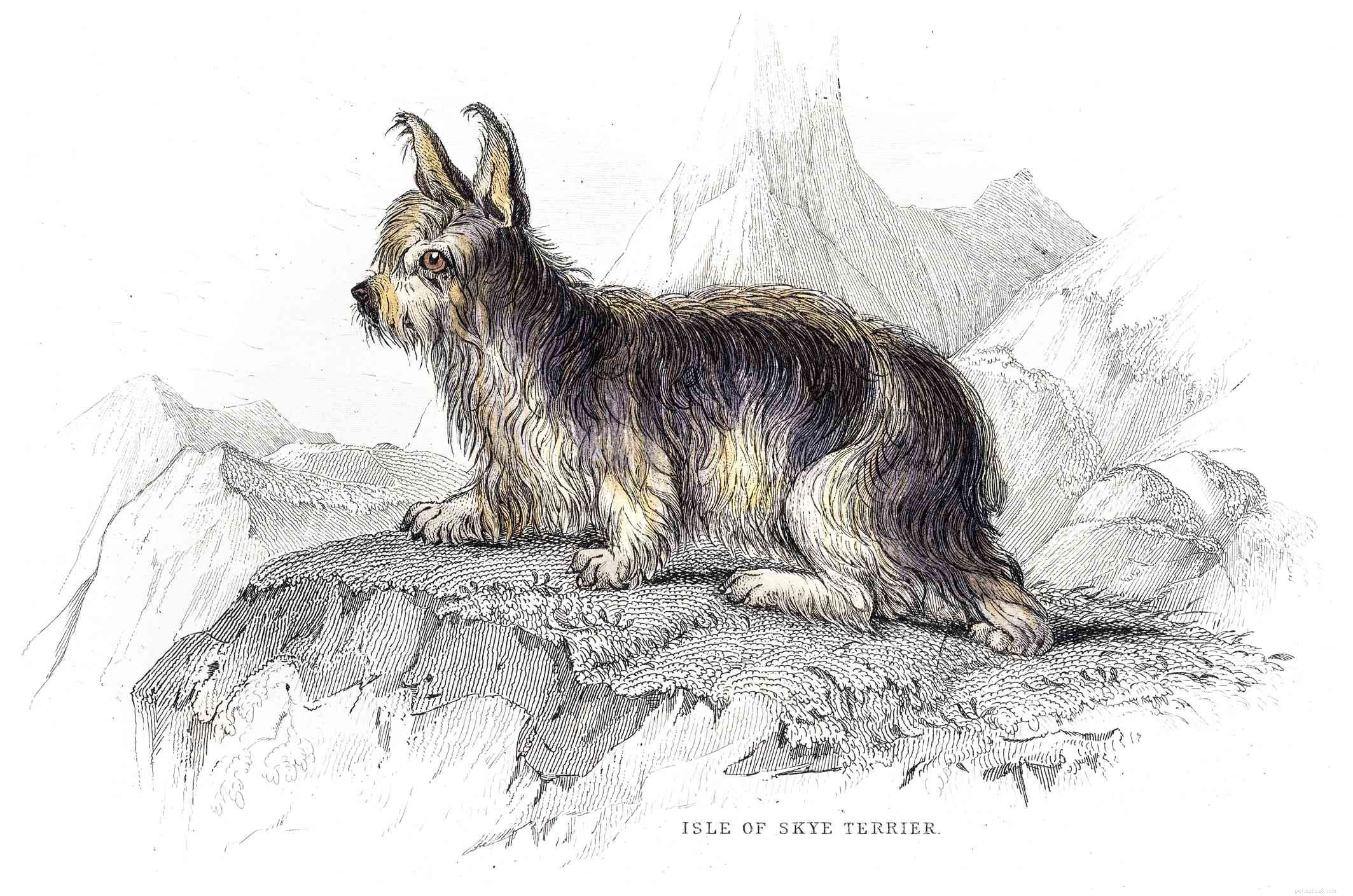 Skye Terrier: A Complete Guide to Characteristics, Care, and History