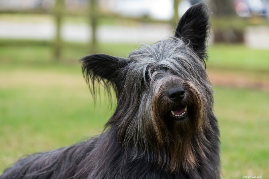 Skye Terrier: A Complete Guide to Characteristics, Care, and History