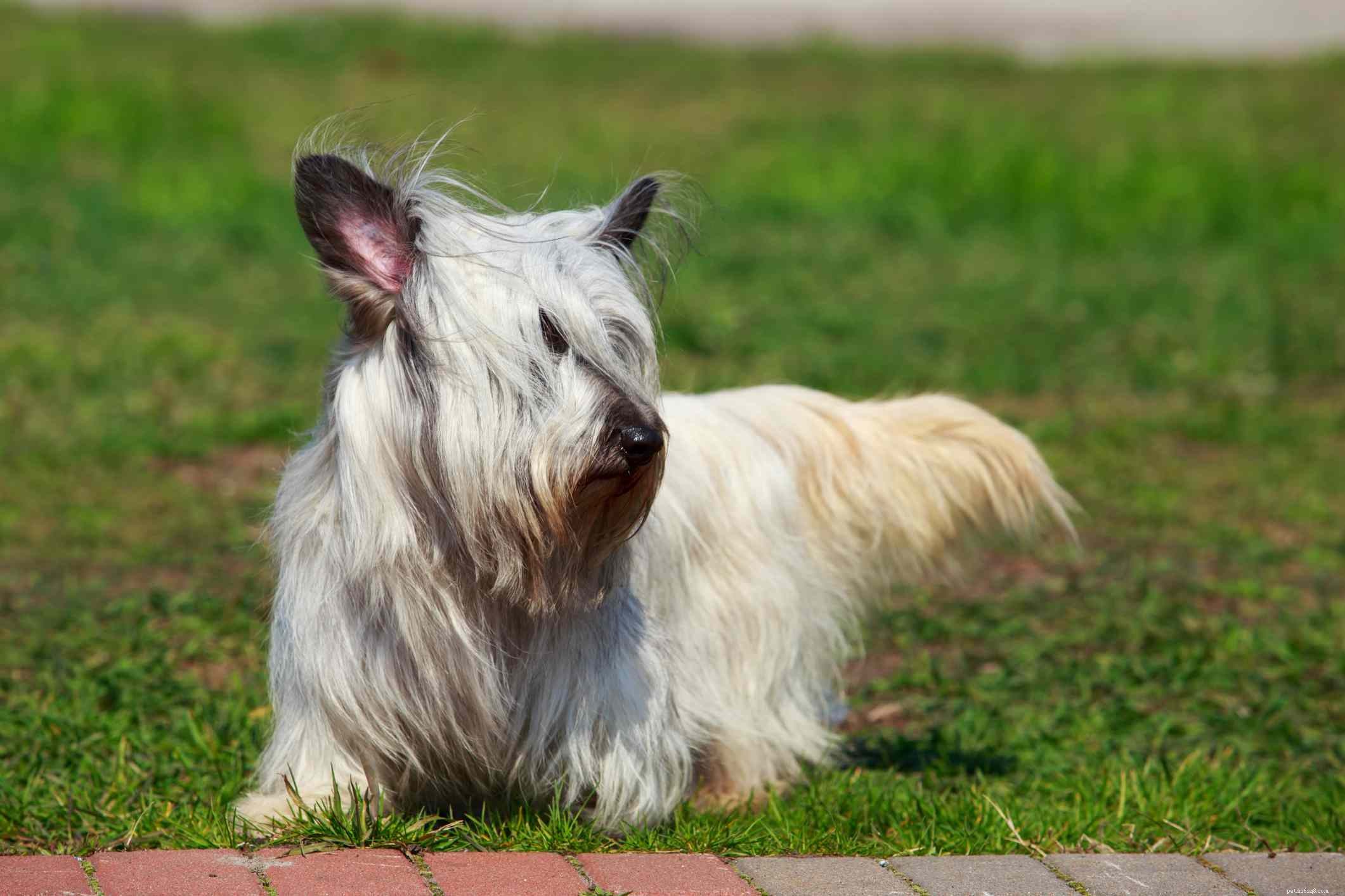 Skye Terrier: A Complete Guide to Characteristics, Care, and History