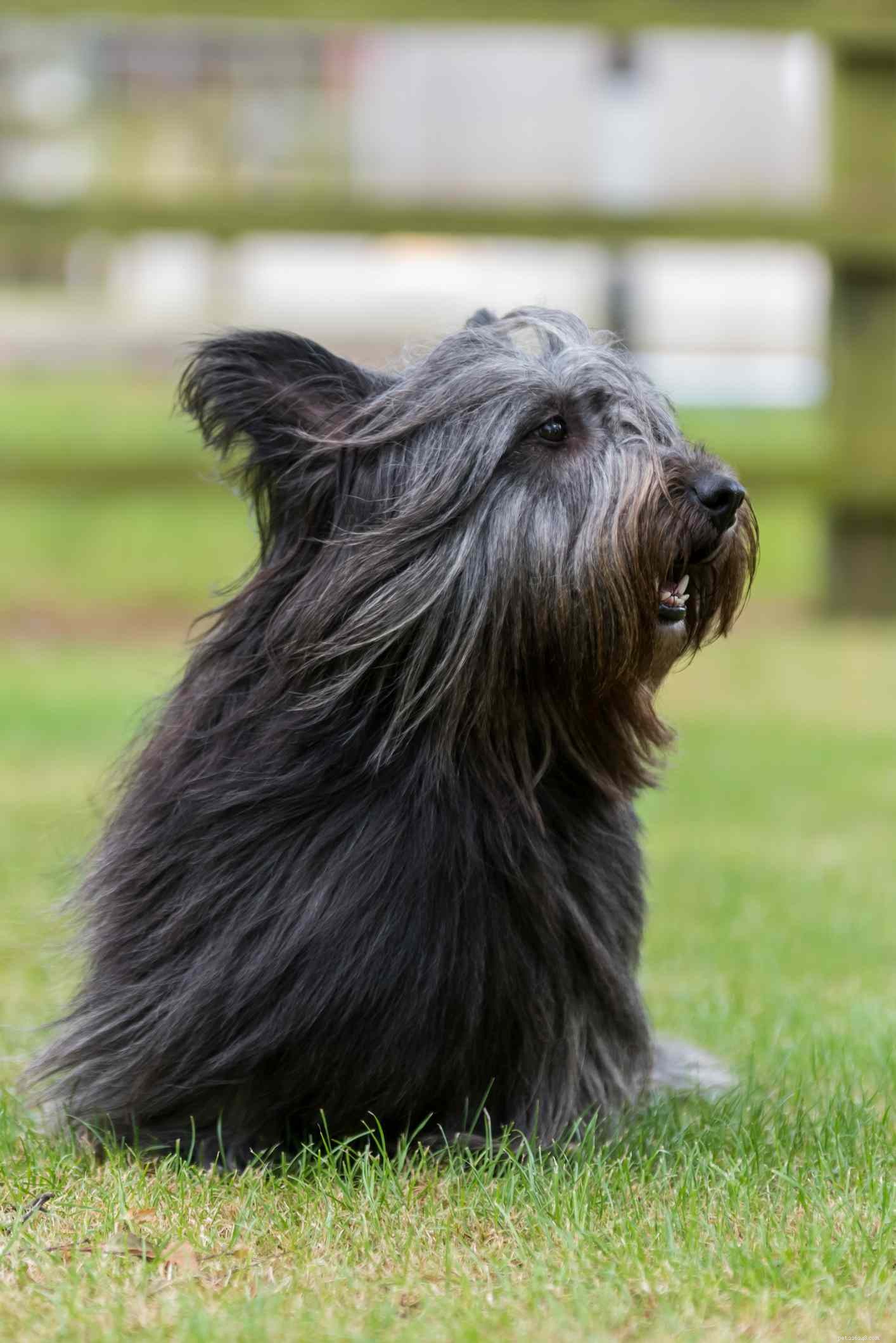Skye Terrier: A Complete Guide to Characteristics, Care, and History