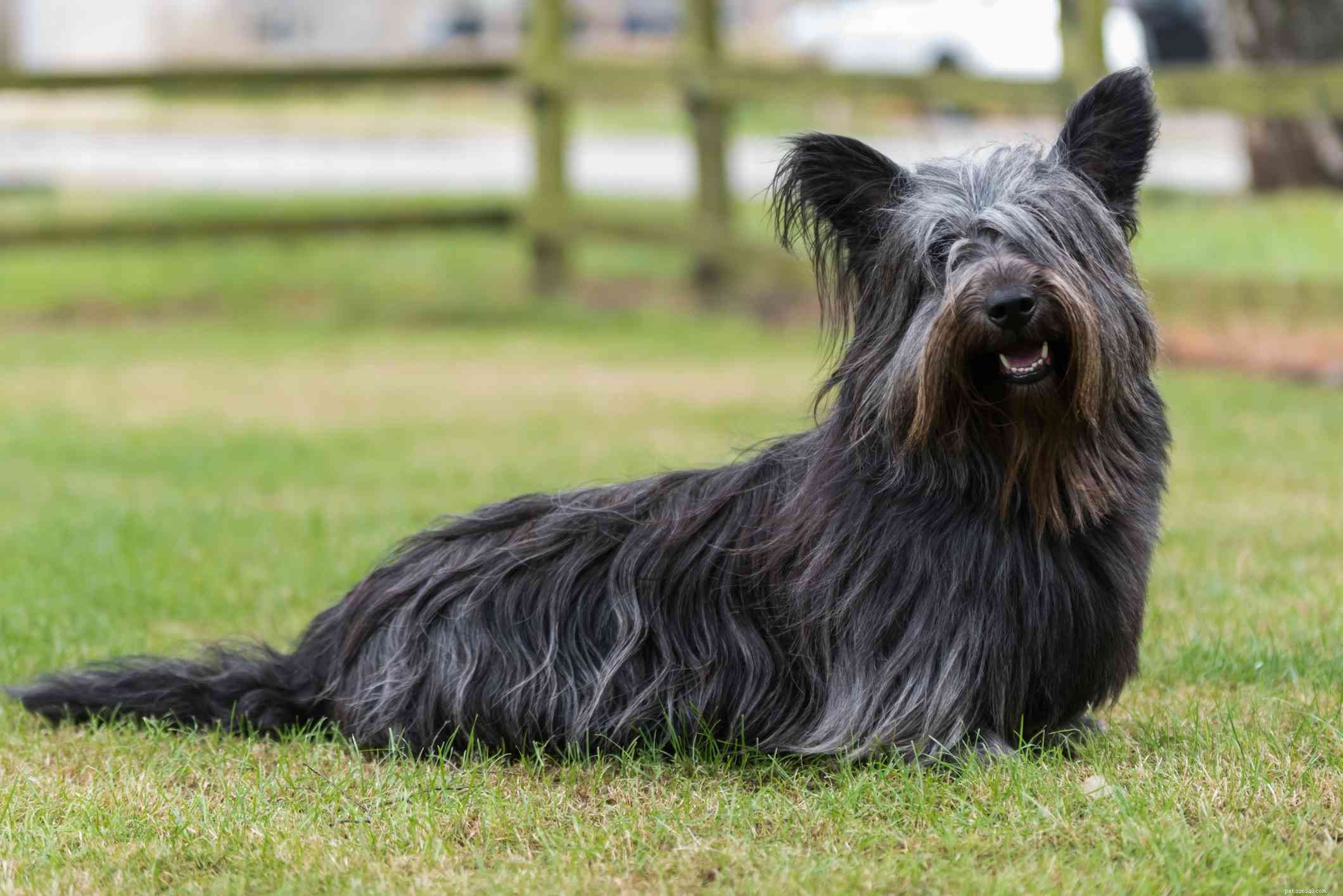 Skye Terrier: A Complete Guide to Characteristics, Care, and History