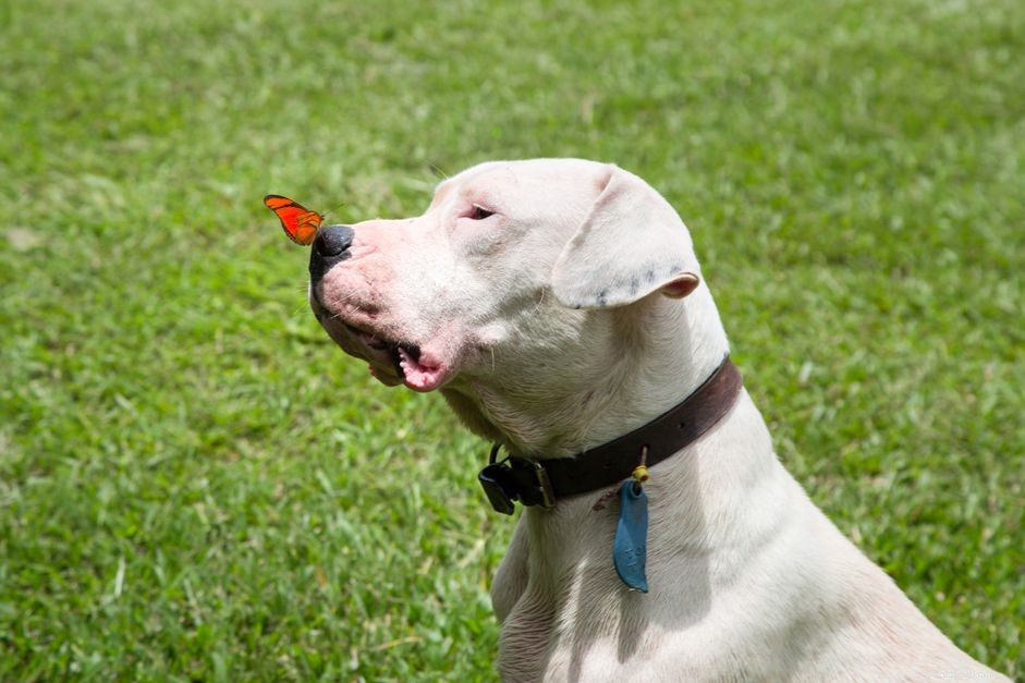 Dogo Argentino: Traits, Training, and Care Guide for Prospective Owners