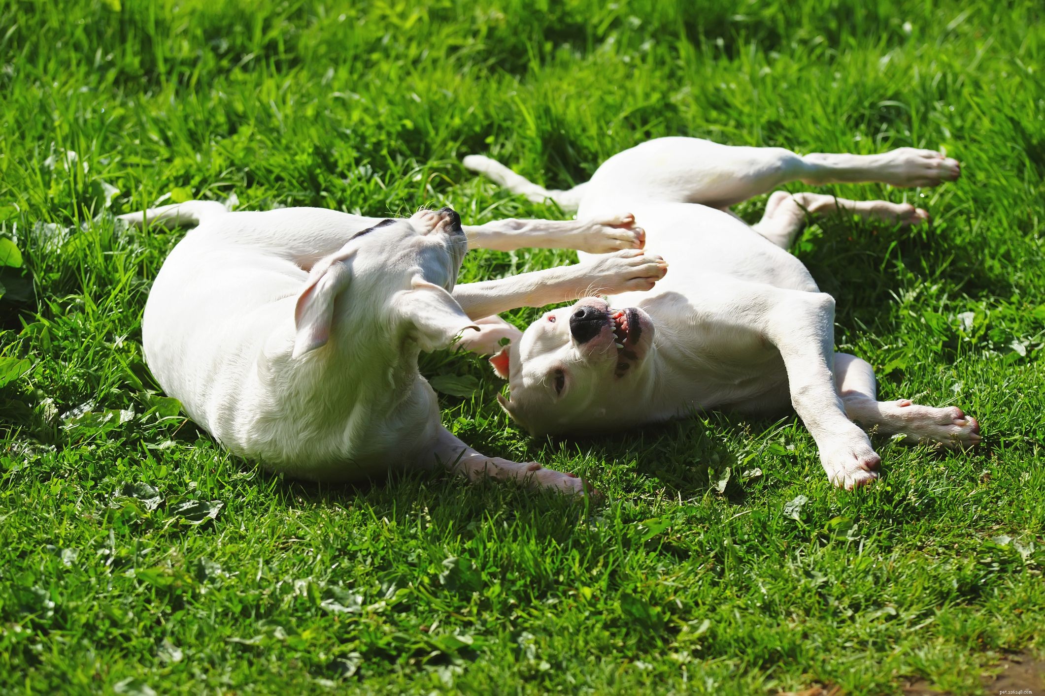Dogo Argentino: Traits, Training, and Care Guide for Prospective Owners