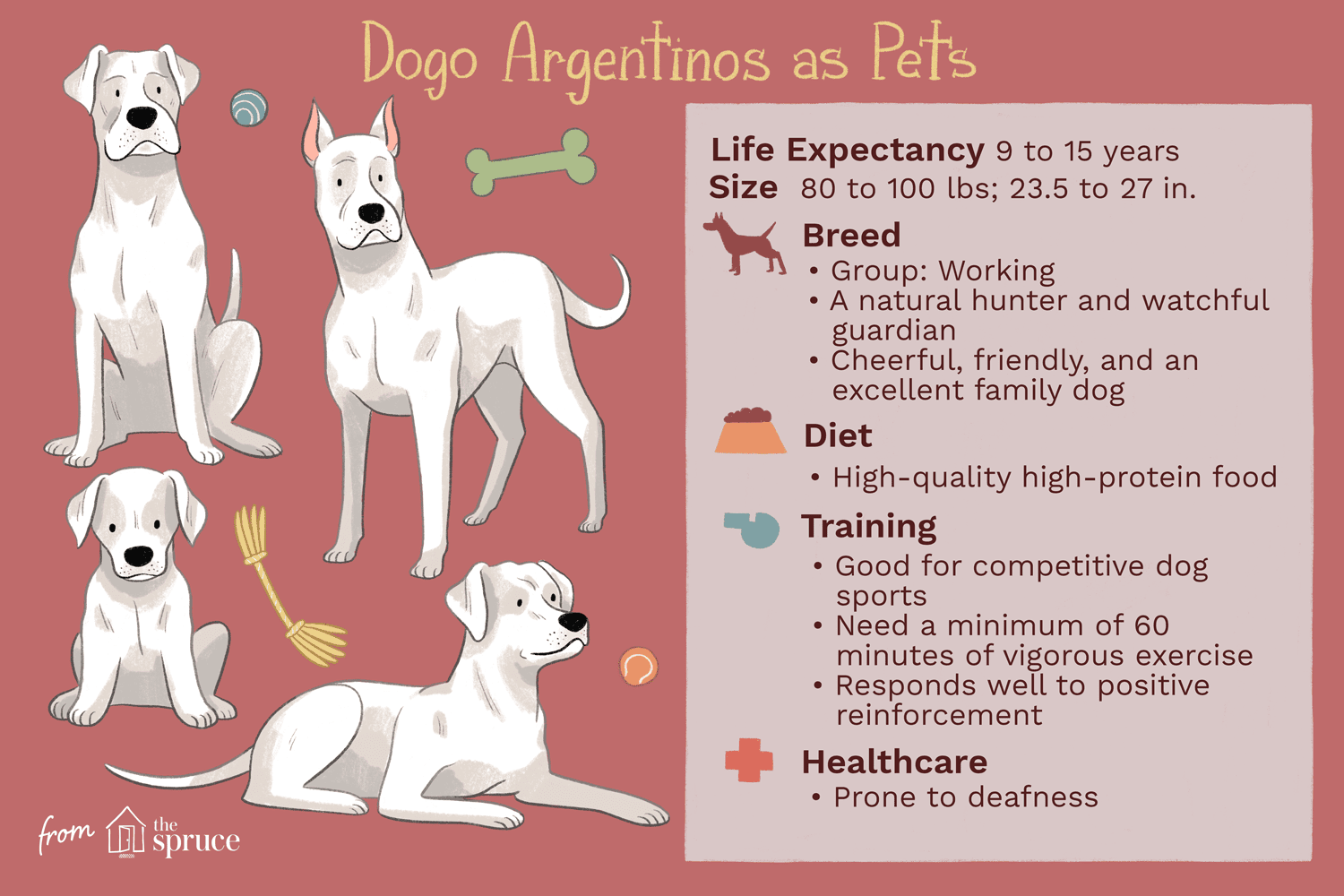 Dogo Argentino: Traits, Training, and Care Guide for Prospective Owners