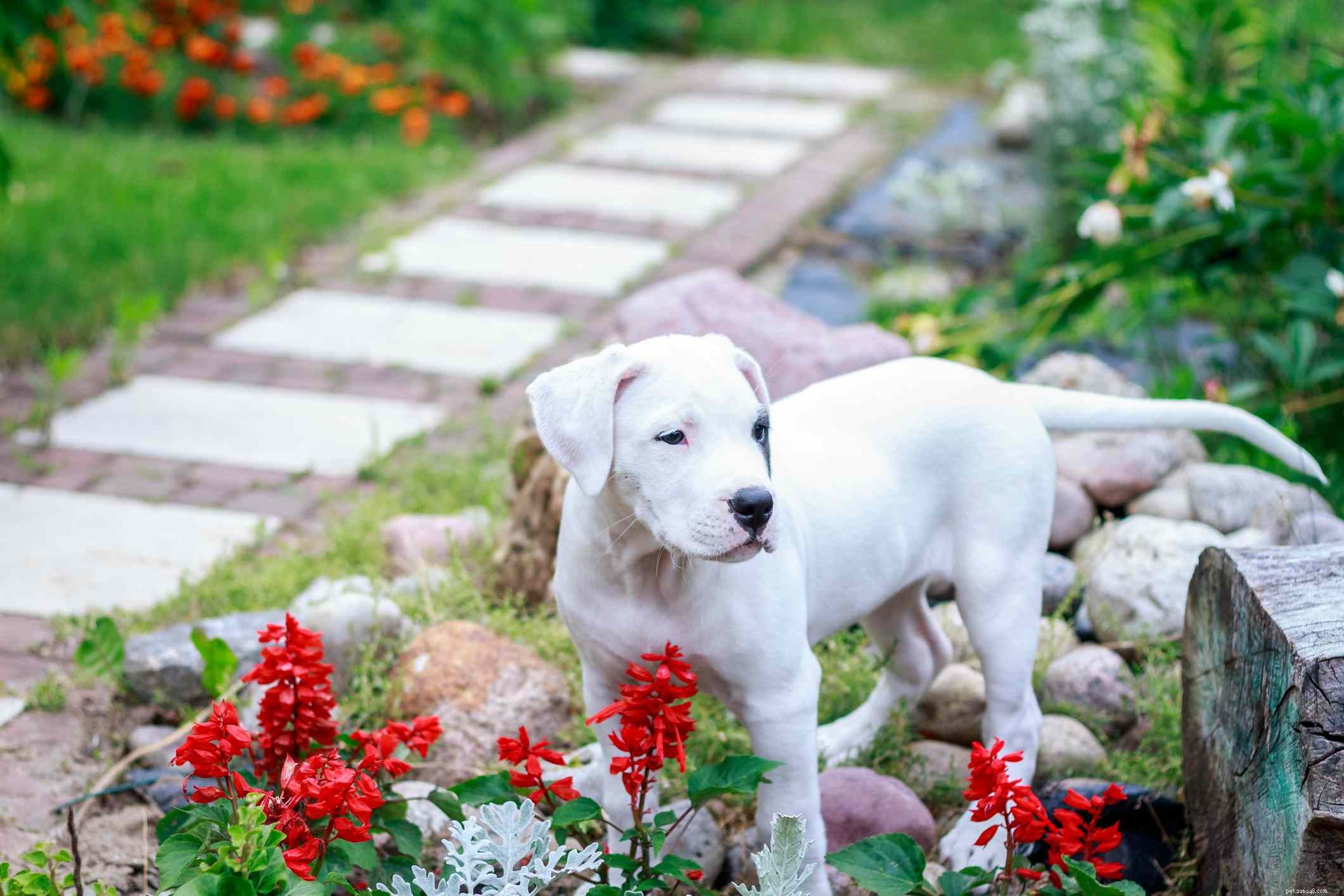 Dogo Argentino: Traits, Training, and Care Guide for Prospective Owners