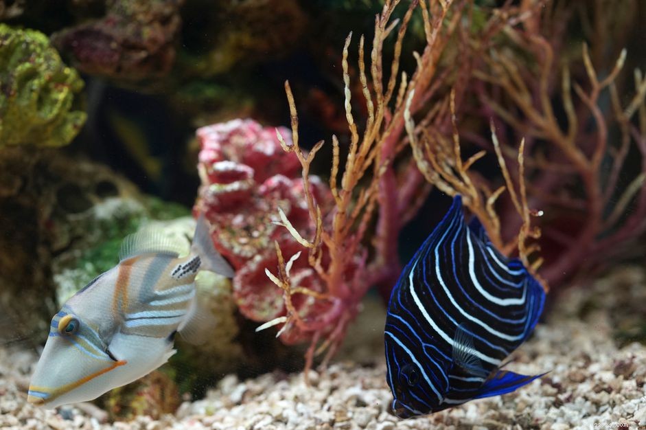 Step-by-Step Guide to Setting Up a Saltwater Aquarium