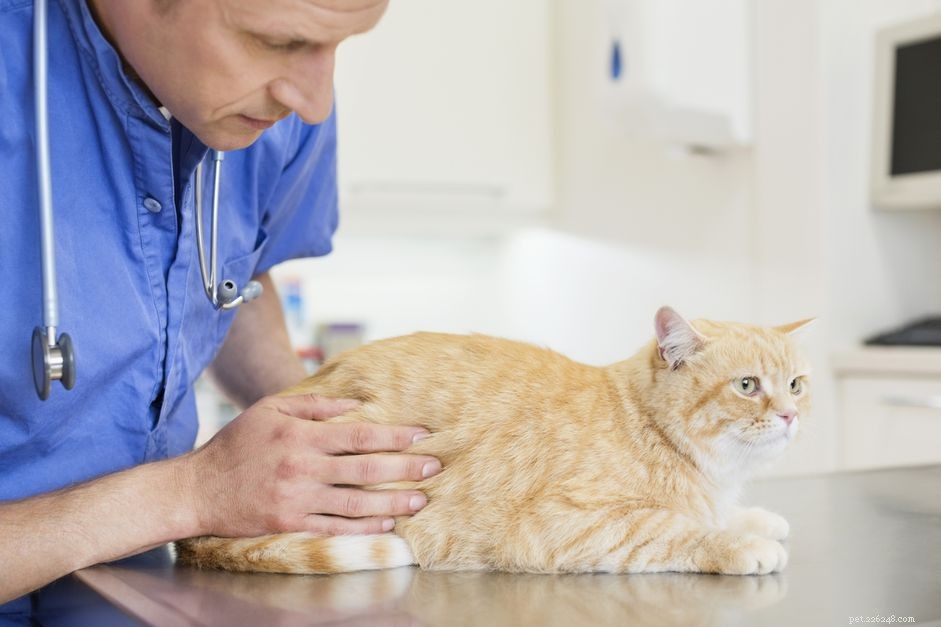 Understanding Hookworms in Cats: Symptoms, Diagnosis, and Prevention