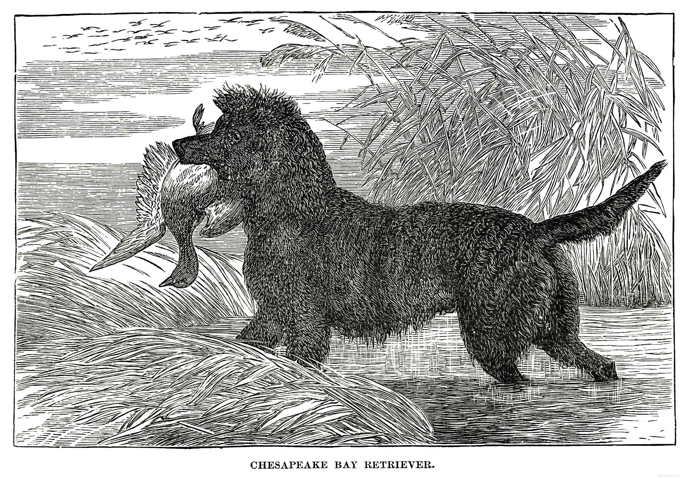 Chesapeake Bay Retriever: Comprehensive Guide to Traits, Care, and Training