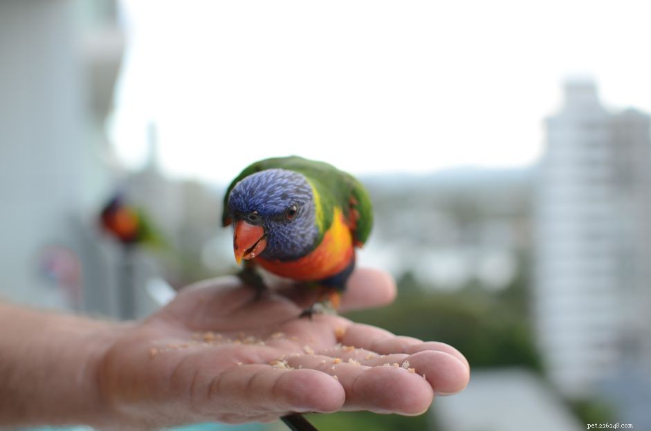 Seeds vs. Pellets: Choosing the Right Diet for Your Bird