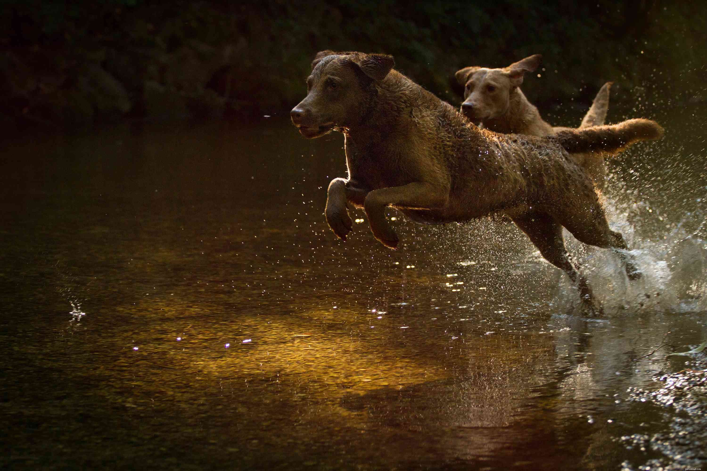 Chesapeake Bay Retriever: Comprehensive Guide to Traits, Care, and Training