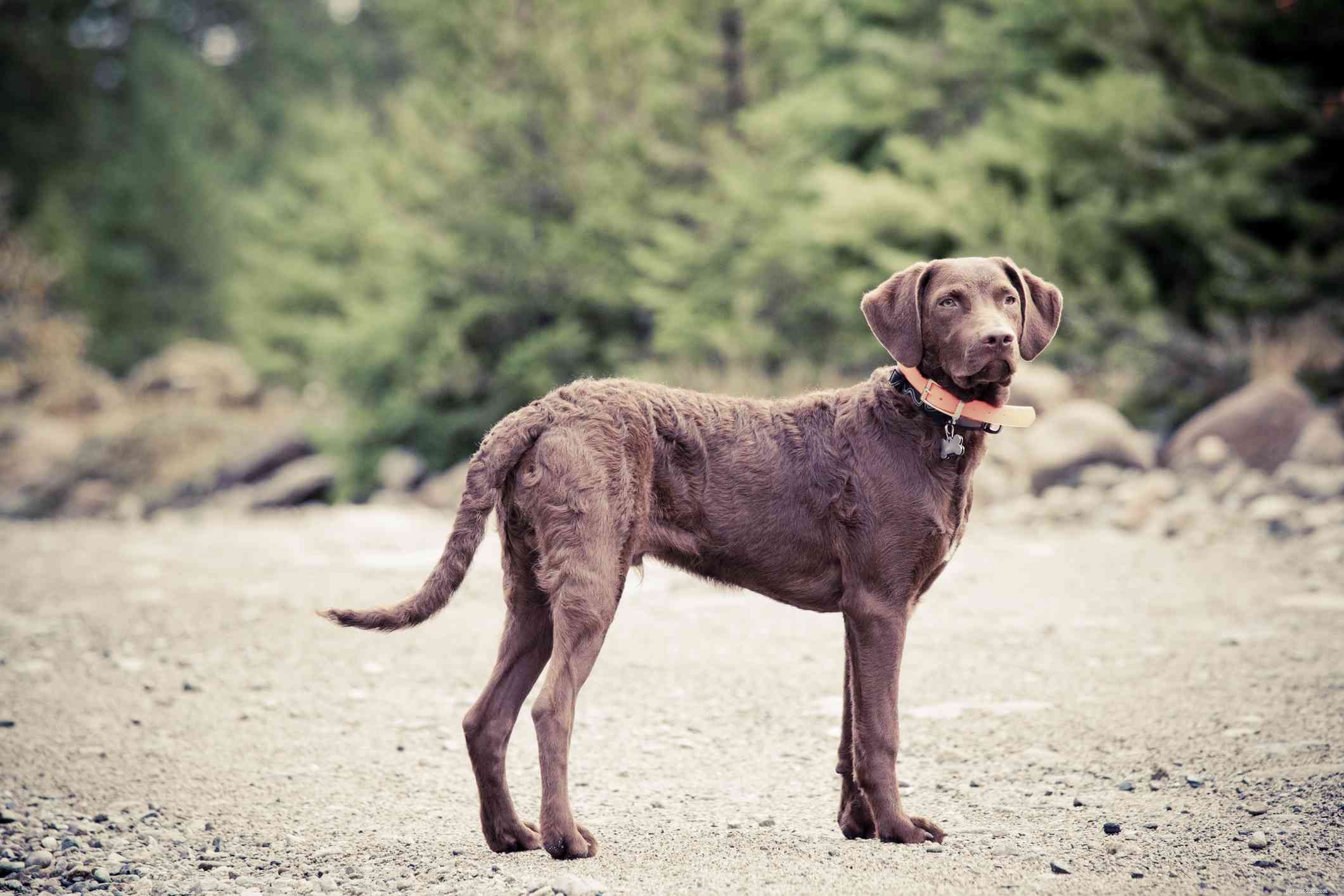 Chesapeake Bay Retriever: Comprehensive Guide to Traits, Care, and Training