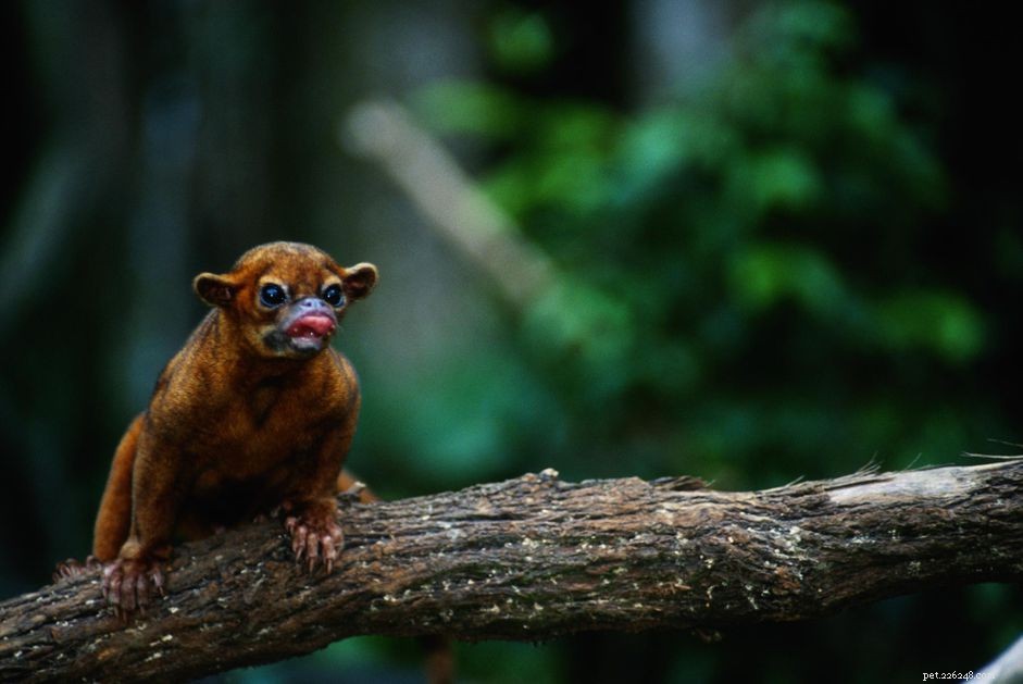 Kinkajou (Honey Bear) – Comprehensive Species Profile & Care Guide