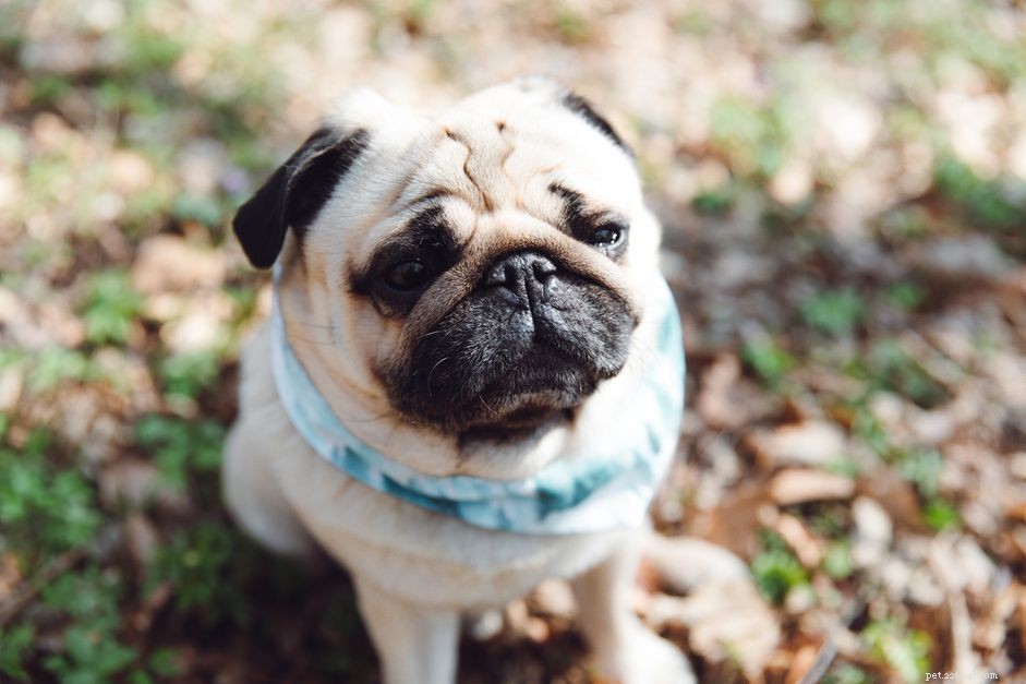 Pug Dog Breed: Characteristics, Care, and Training Guide