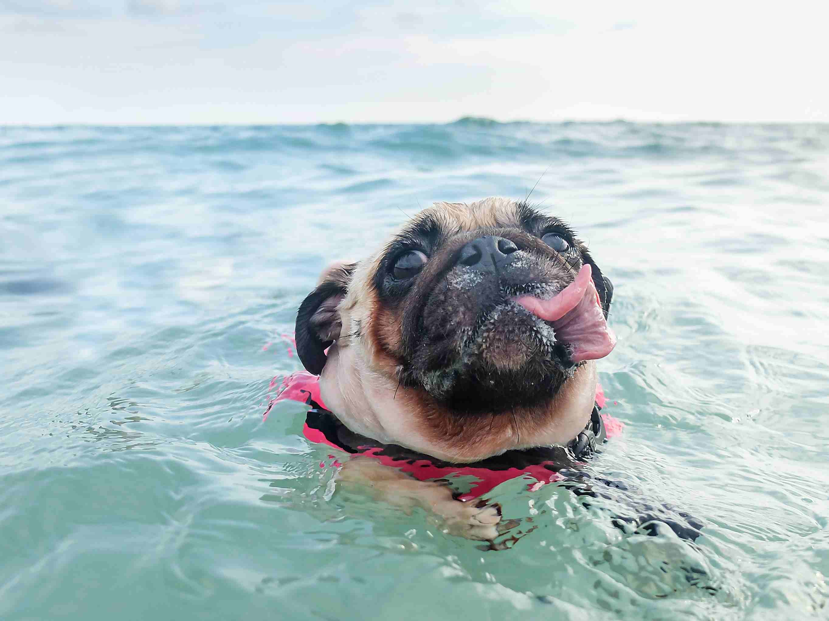 Pug Dog Breed: Characteristics, Care, and Training Guide