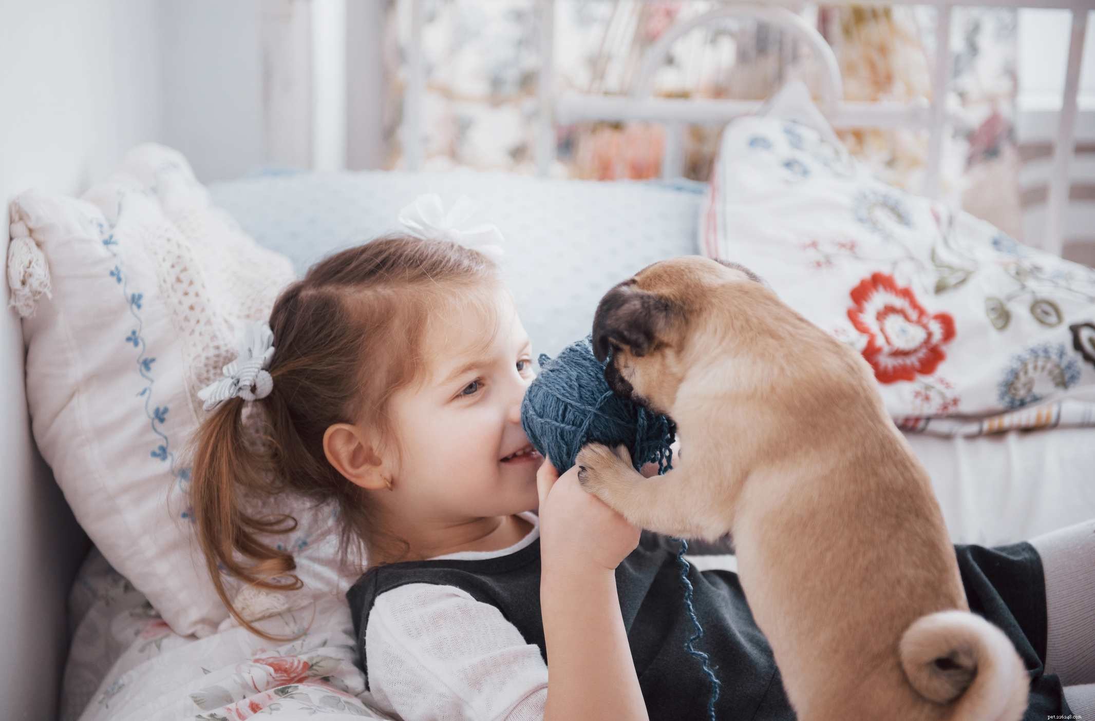 Pug Dog Breed: Characteristics, Care, and Training Guide
