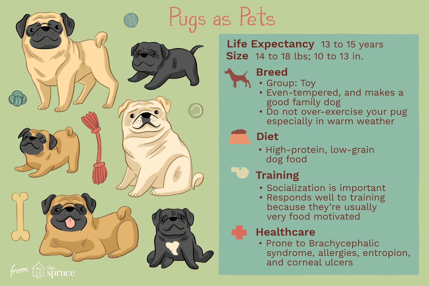 Pug Dog Breed: Characteristics, Care, and Training Guide