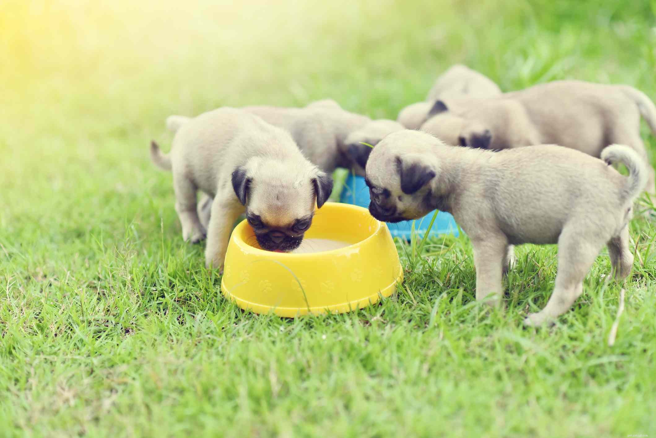 Pug Dog Breed: Characteristics, Care, and Training Guide