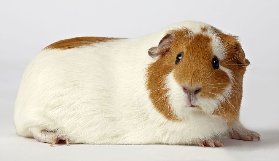 Understanding and Treating Cystic Ovaries in Guinea Pigs