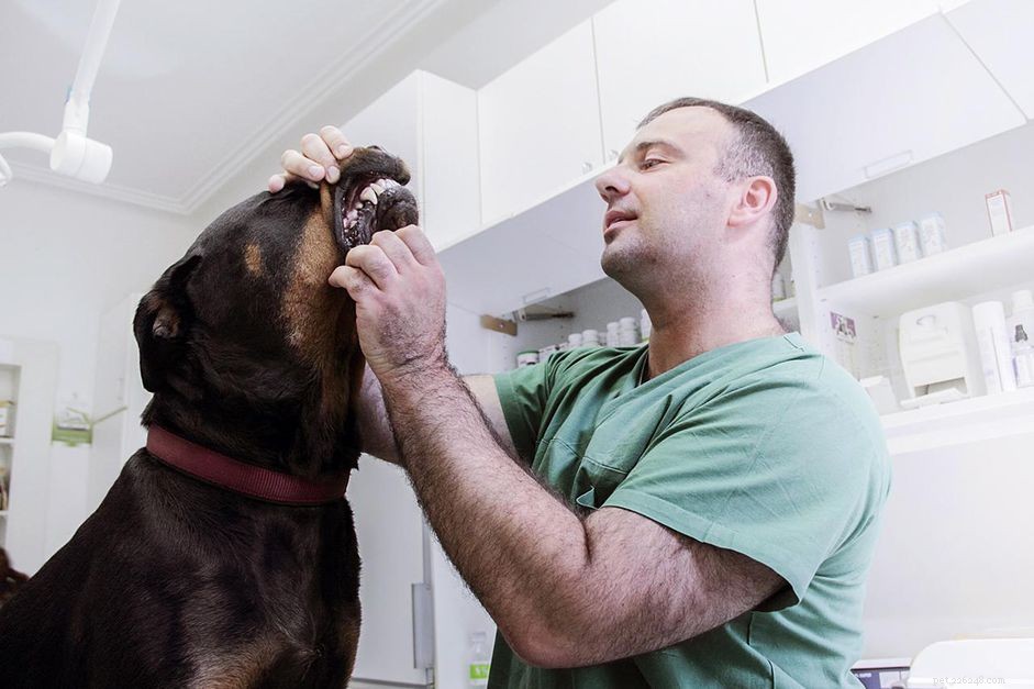 Is Your Dog Suffering from Periodontal Disease? Expert Signs & Prevention Tips