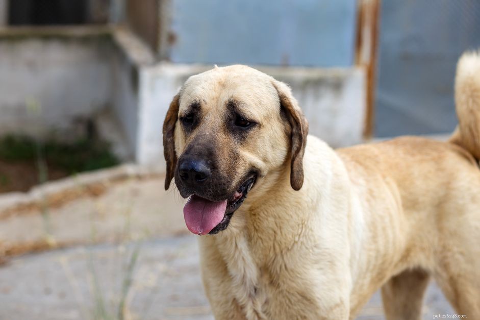 Anatolian Shepherd: Essential Traits, Training, and Care Guide