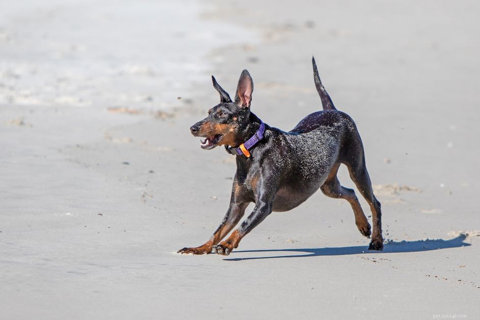 Manchester Terrier: A Comprehensive Breed Profile