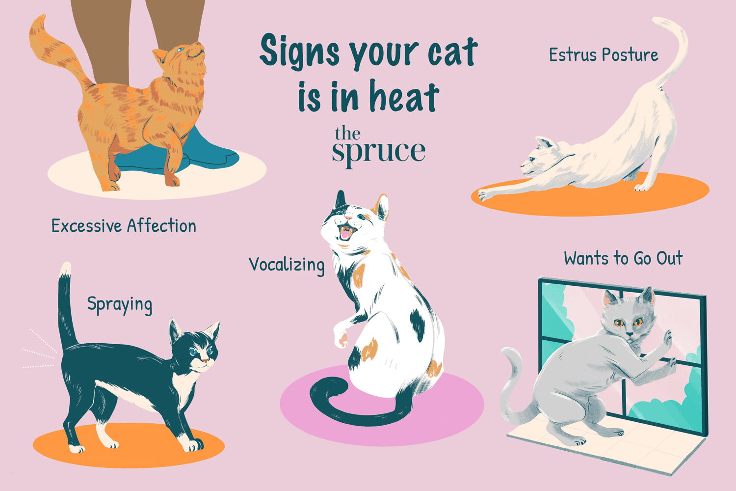 How to Identify When Your Cat is in Heat: Key Signs and Tips