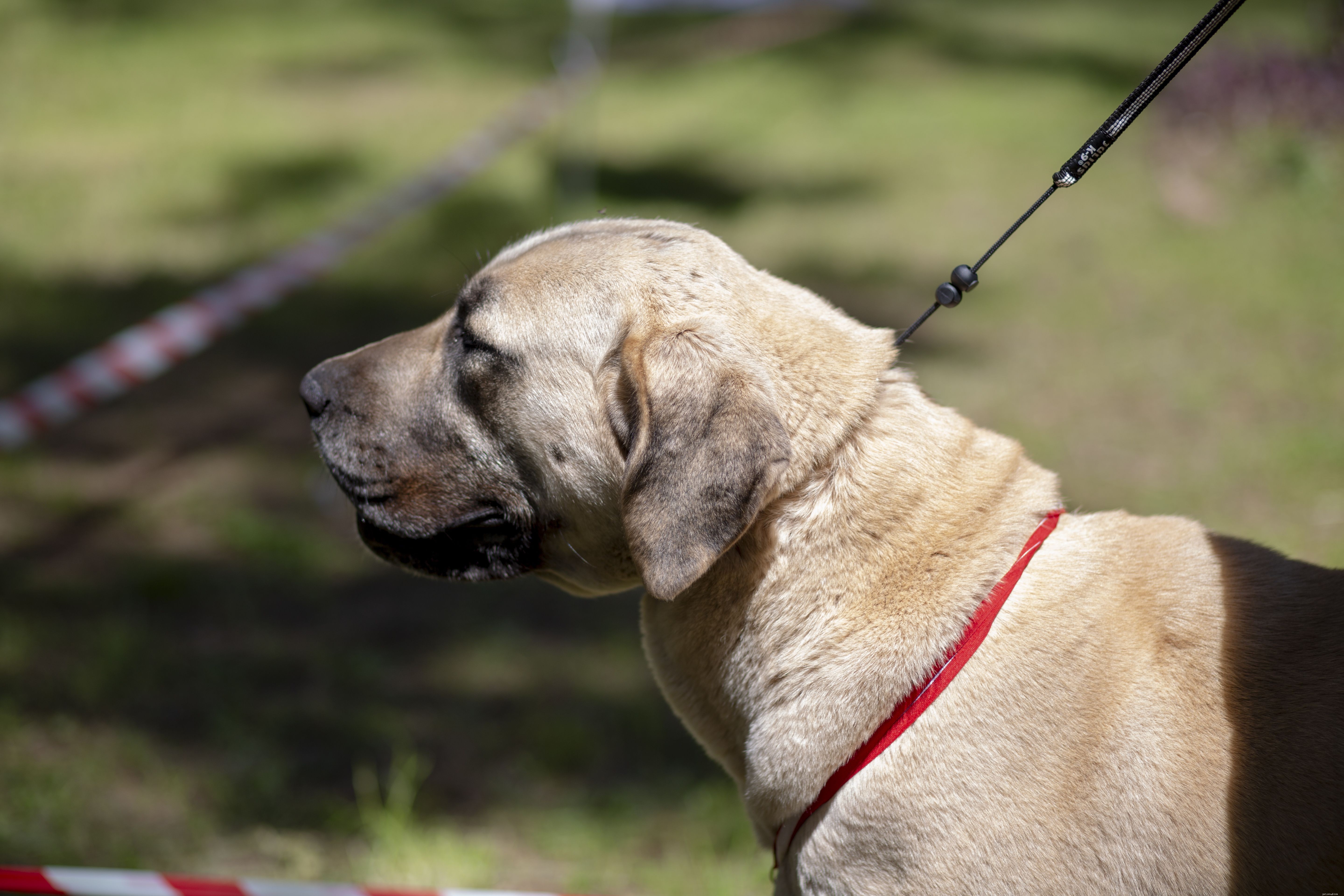Anatolian Shepherd: Essential Traits, Training, and Care Guide