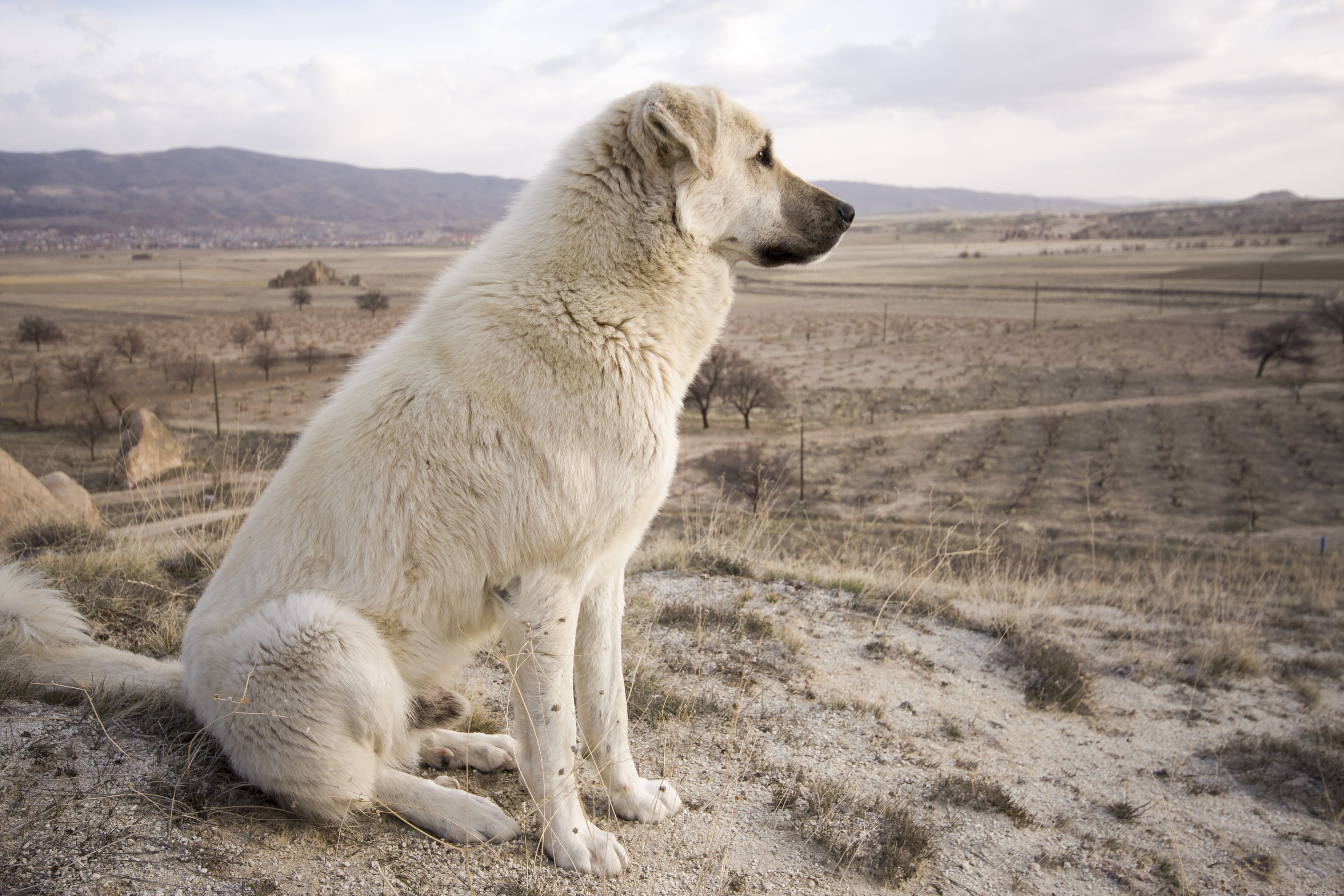 Anatolian Shepherd: Essential Traits, Training, and Care Guide
