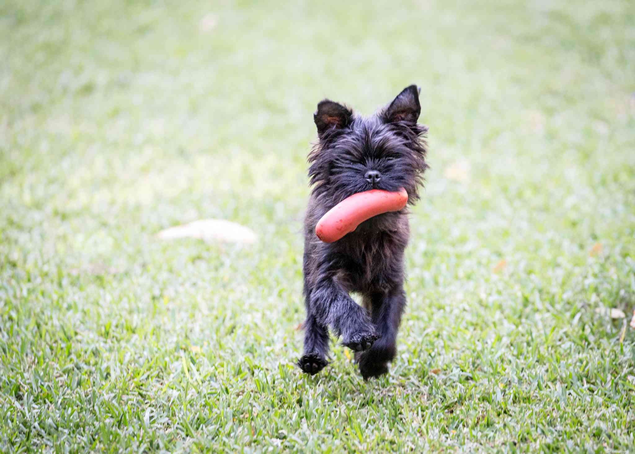 Affenpinscher: Comprehensive Guide to Characteristics, Care, and Training