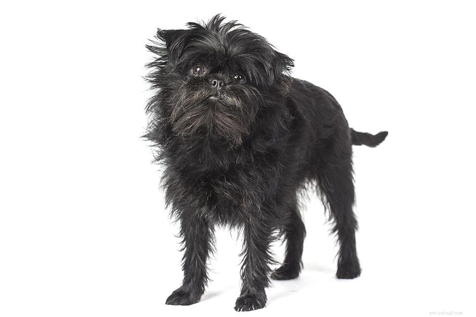 Affenpinscher: Comprehensive Guide to Characteristics, Care, and Training