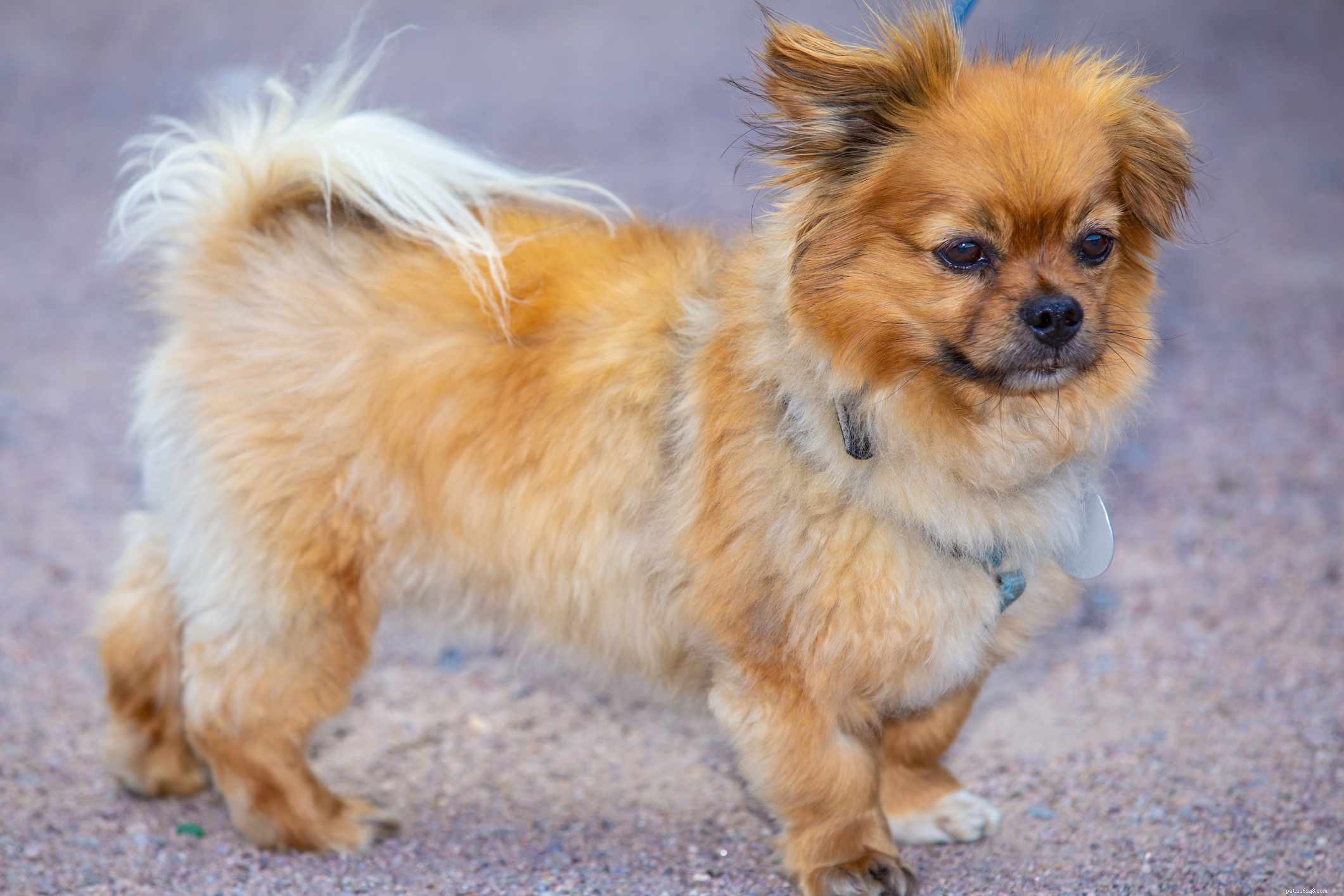 Affenpinscher: Comprehensive Guide to Characteristics, Care, and Training