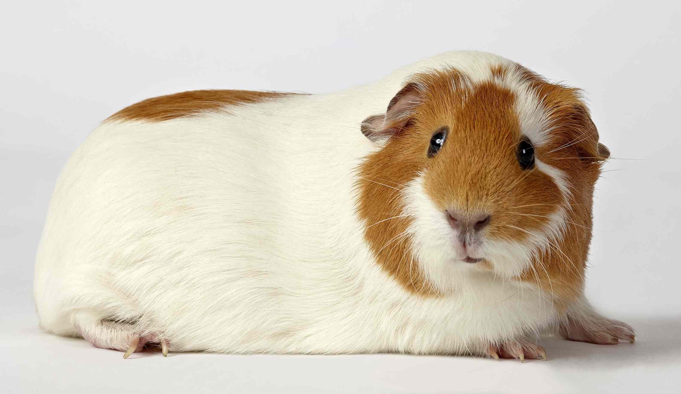 Top Shelters for Adopting Guinea Pigs & Pocket Pets