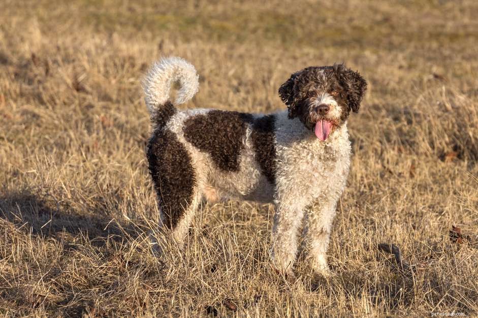 Spanish Water Dog: Comprehensive Guide to Breed Traits, Care & Training