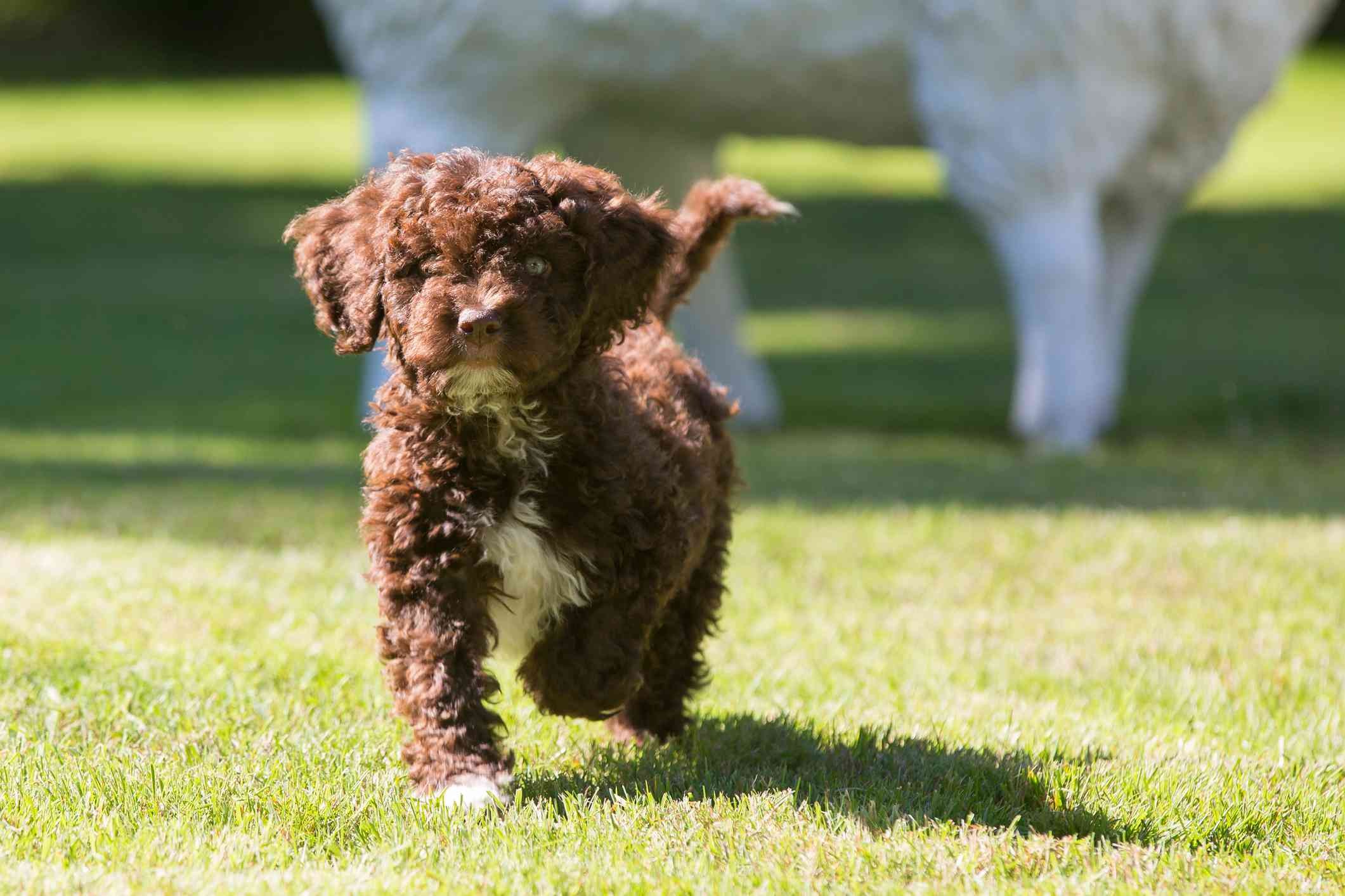 Spanish Water Dog: Comprehensive Guide to Breed Traits, Care & Training