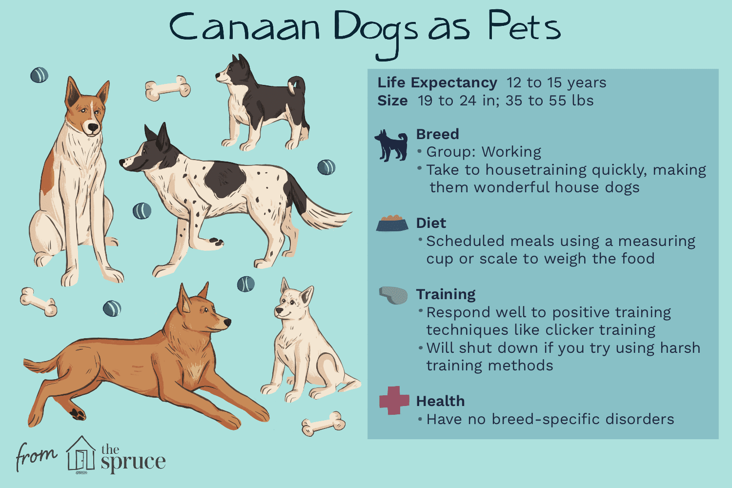 Canaan Dog: Characteristics, Care & Training