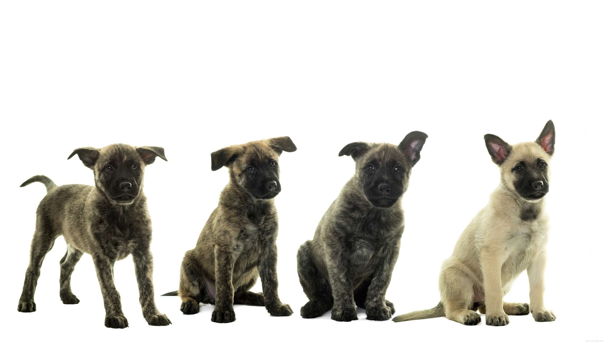 Dutch Shepherd (Dutch Herder): Characteristics, Care & Training Guide