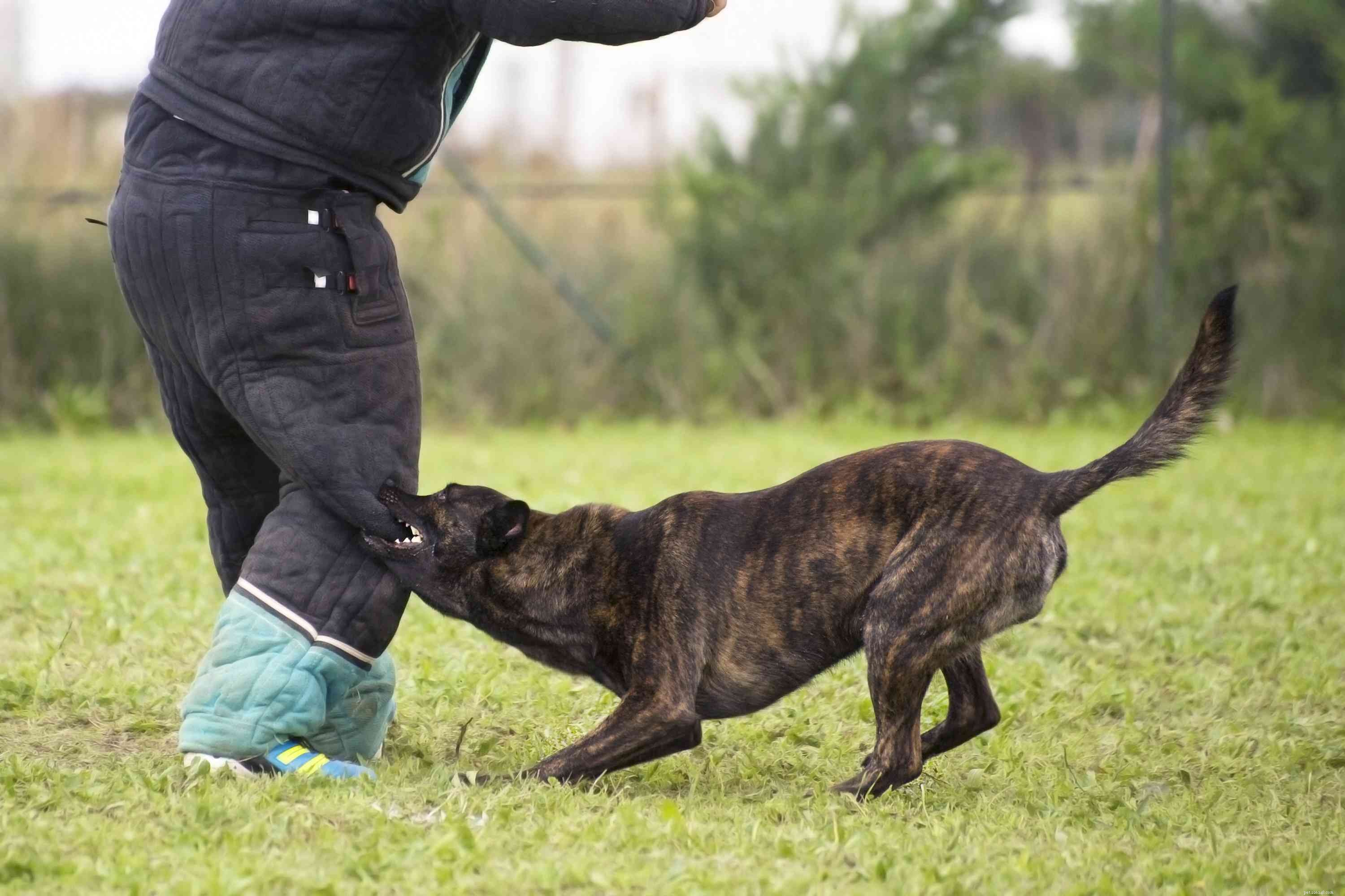 Dutch Shepherd (Dutch Herder): Characteristics, Care & Training Guide