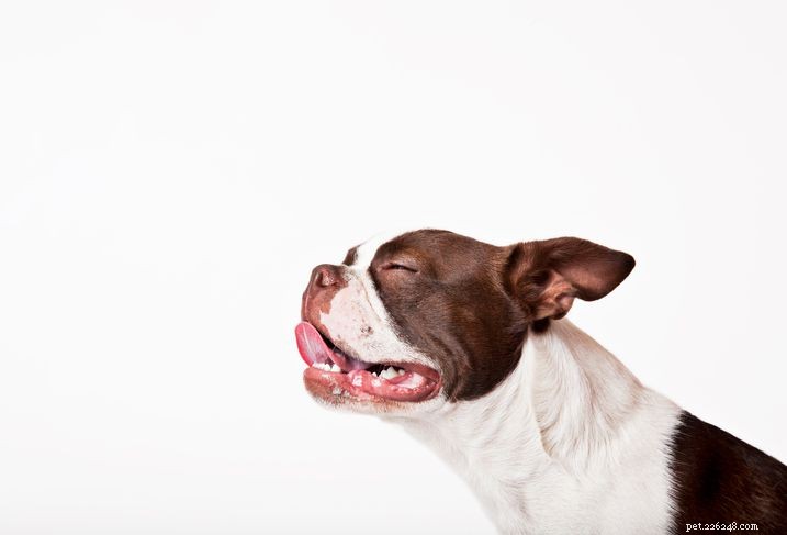 Sialocele in Dogs: Causes, Symptoms & Effective Treatments