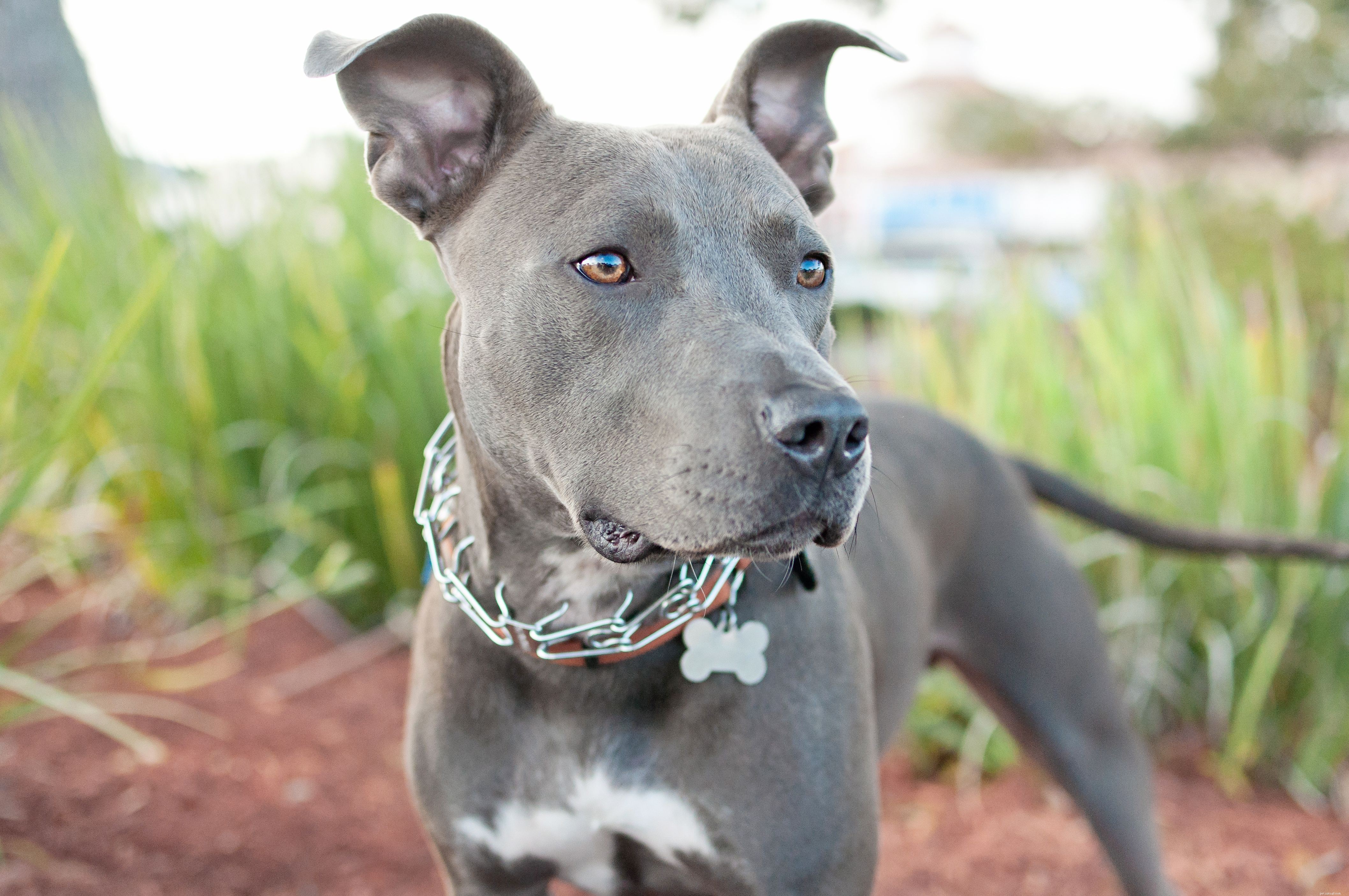 Sialocele in Dogs: Causes, Symptoms & Effective Treatments