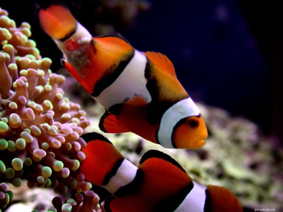 Understanding Lymphocystis Virus: Symptoms, Prevention, and Care for Saltwater Aquarium Fish