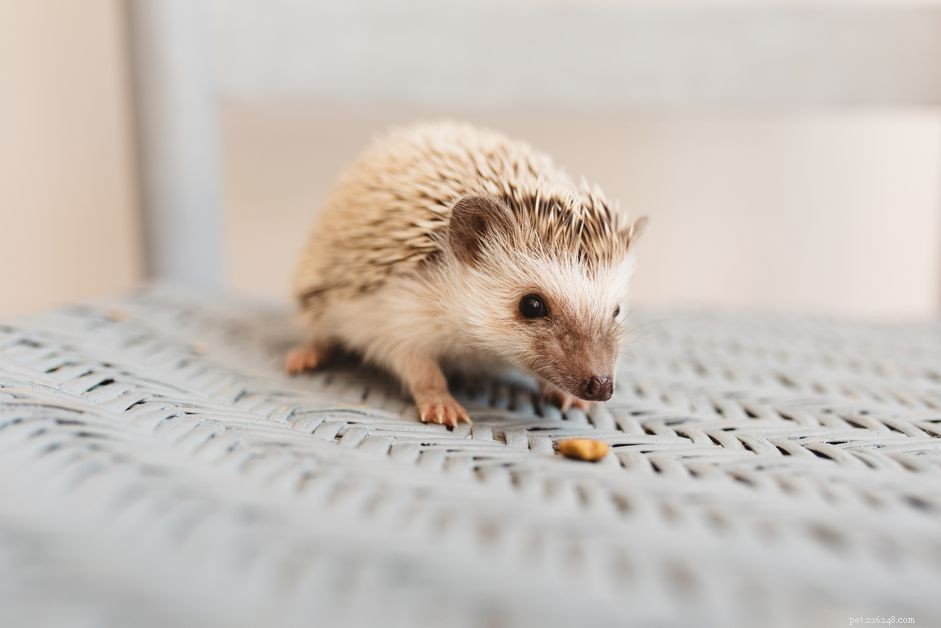 Essential Hedgehog Dental Care: Preventing Tooth Problems
