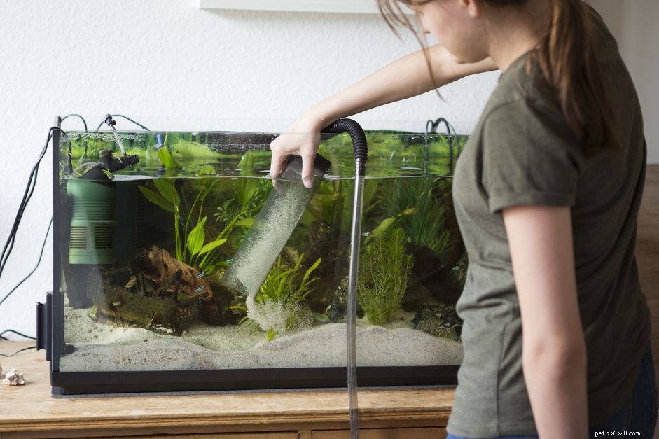 When to Vacuum Aquarium Gravel: A Comprehensive Guide