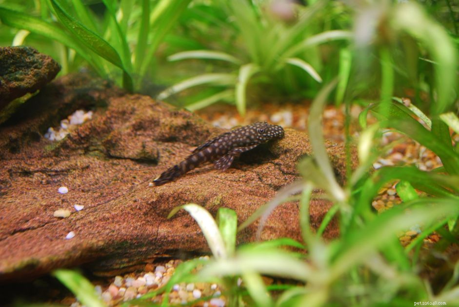 How to Identify and Prevent Cannibalism in Your Aquarium