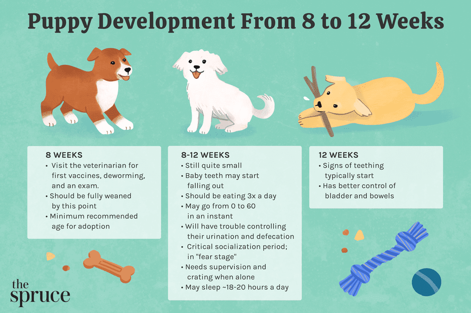 Essential Puppy Growth Guide: 8 to 12 Weeks of Development