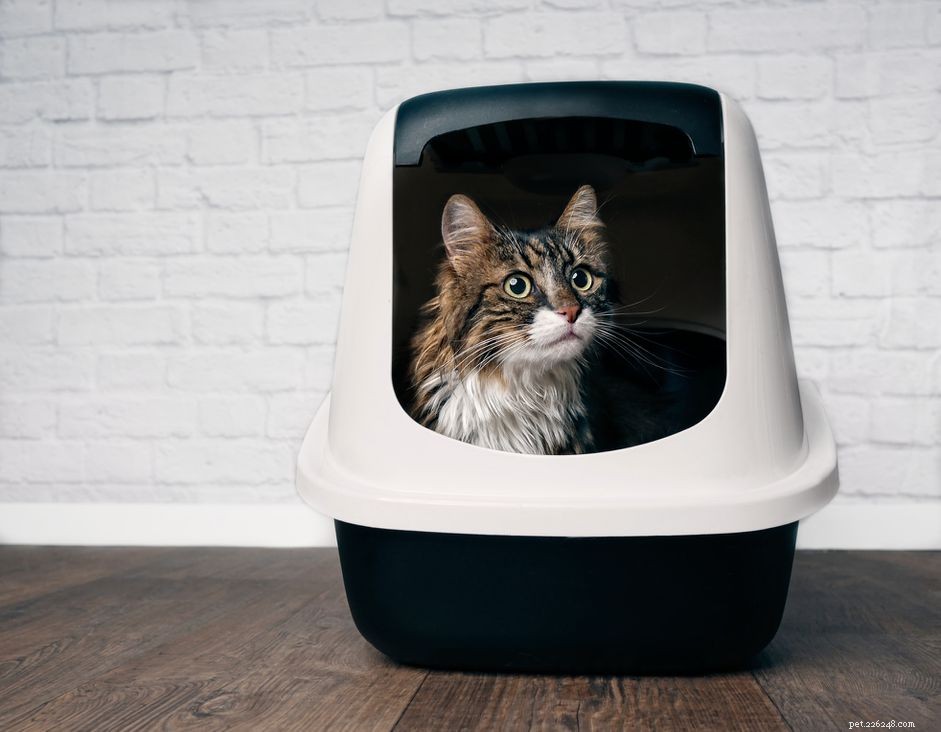 Effective Ways to Relieve Cat Constipation: Home Care & Vet Tips