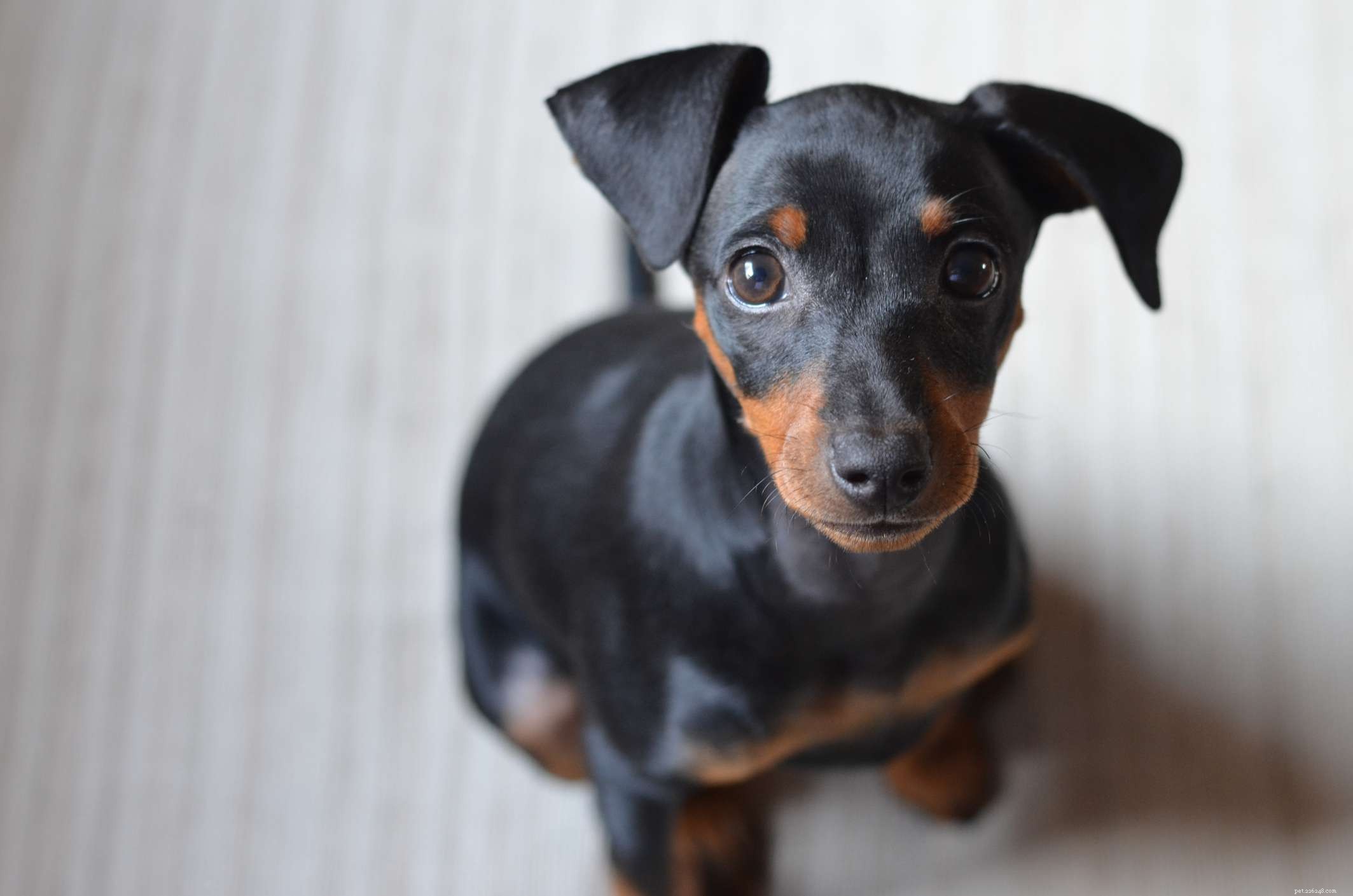 German Pinscher: Traits, Training, and Care Guide