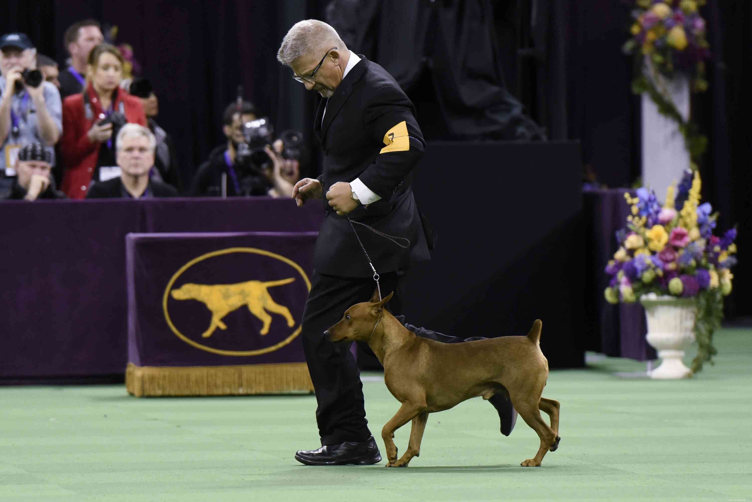 German Pinscher: Traits, Training, and Care Guide